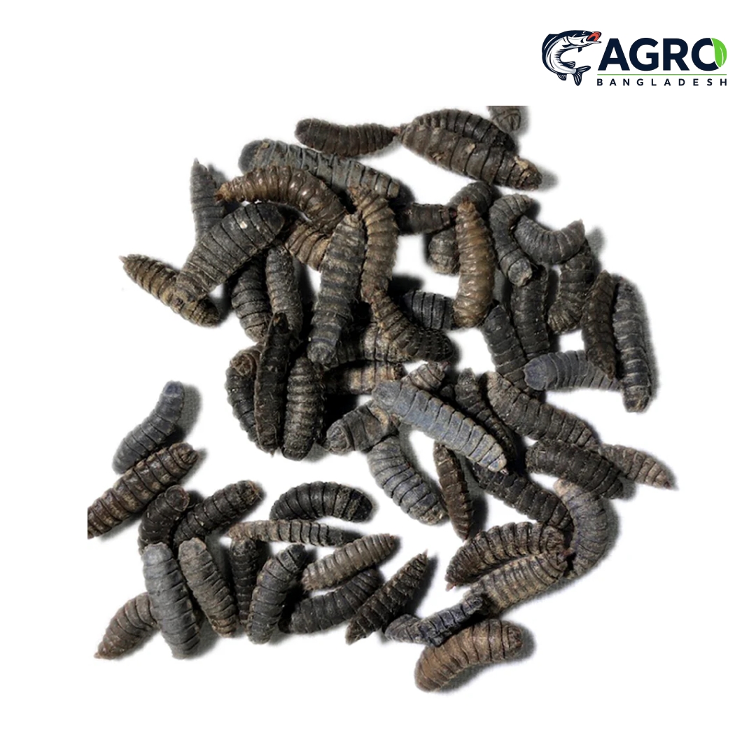 Black Soldier Fly Pupae